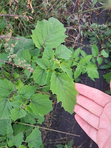 Physalis grisea