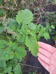 Physalis grisea