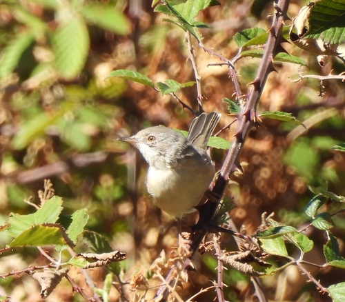 Western Subalpine Warbler