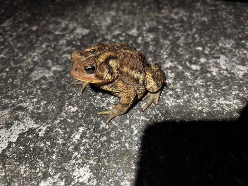 American Toad