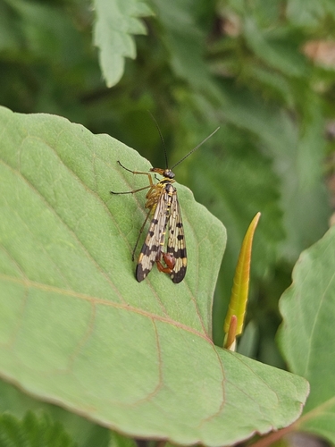 Common European Scorpionfly