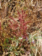 Rumex californicus