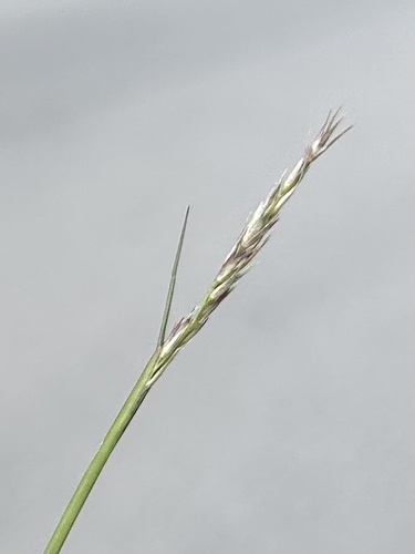 poverty dropseed
