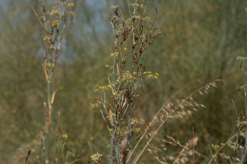 fennel