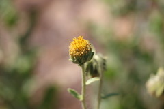 Geraea viscida