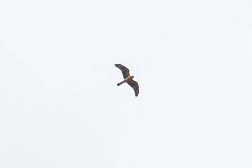 Montagu's Harrier