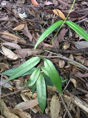 Parsonsia rotata