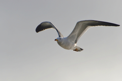 Larus atlanticus