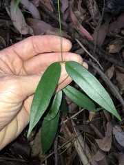 Parsonsia rotata