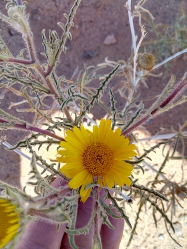 Asteriscus graveolens image