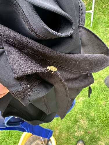 Bishop's Mitre Shield Bug