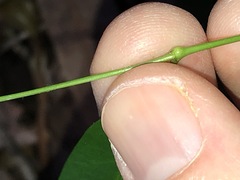 Parsonsia rotata