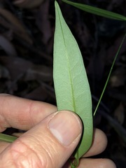 Parsonsia rotata