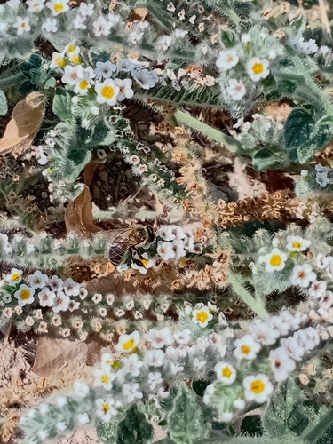 Western Honey Bee
