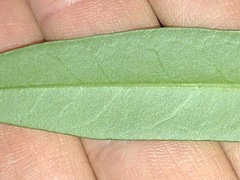 Parsonsia rotata