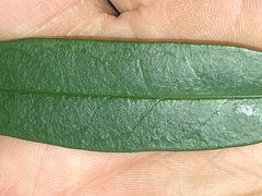 Parsonsia rotata