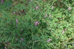 Fumaria muralis