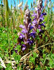 Phelipanche arenaria