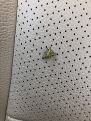 Umbonia crassicornis