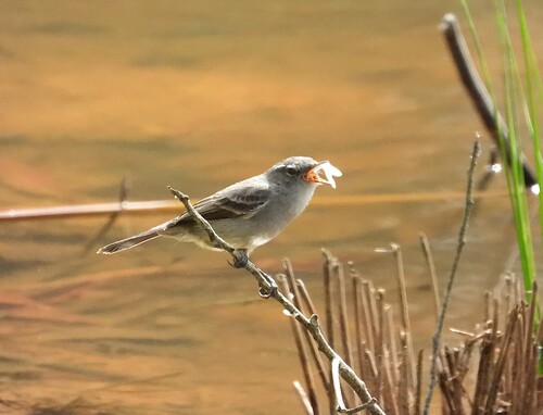 Sooty Tyrannulet