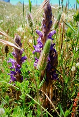 Phelipanche arenaria