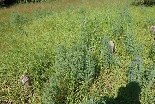 Lupinus angustifolius, photograph 3