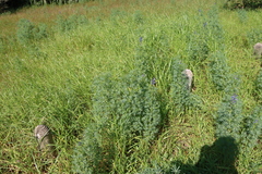 Lupinus angustifolius, photograph (c) Tony Rebelo, some rights reserved (CC BY-SA)