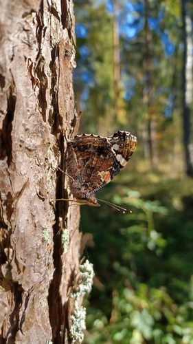 Red Admiral