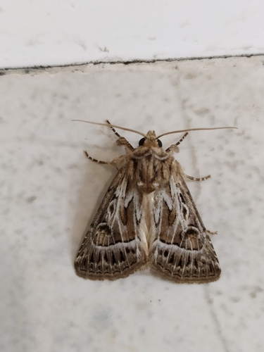 Thalpophila vitalba