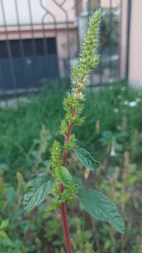 powell's amaranth