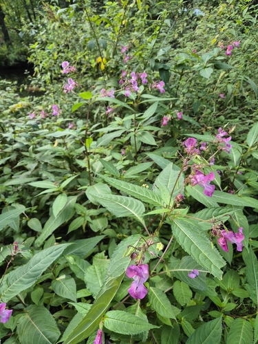Himalayan balsam
