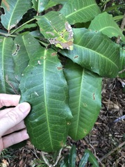 Wilkiea macrophylla