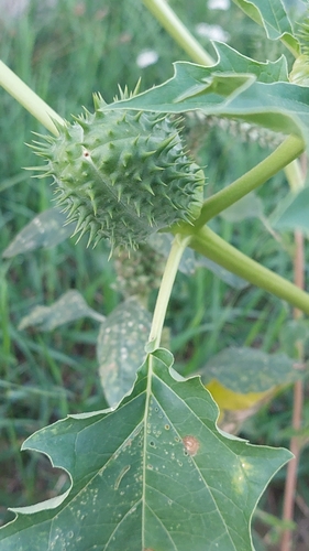 jimsonweed