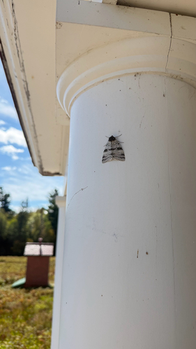 White Underwing