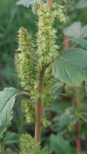 Redroot Amaranth
