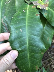 Wilkiea macrophylla