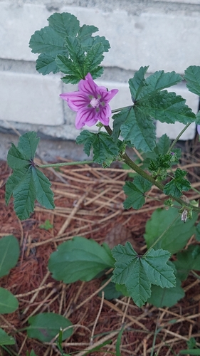 Common Mallow
