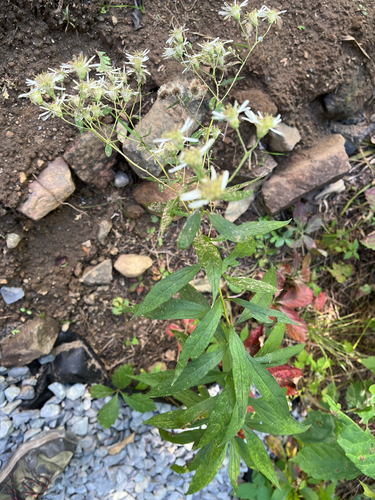flat-top white aster