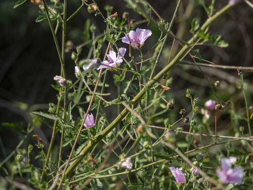 Hemp-leaved Mallow