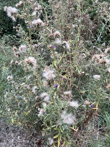 Bull Thistle