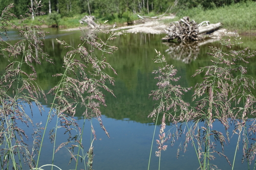 Calamagrostis purpurea