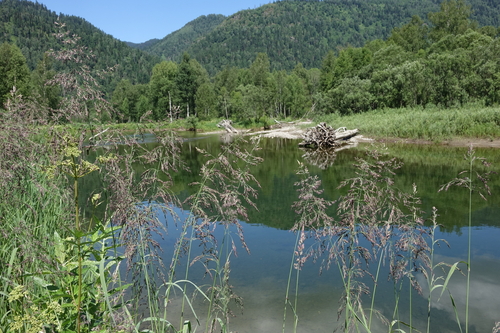 Calamagrostis purpurea, photograph 1