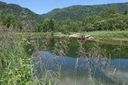 Calamagrostis purpurea, photograph 2