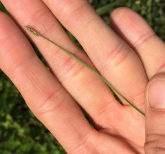 Eleocharis wolfii