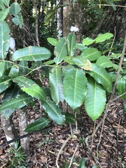 Wilkiea macrophylla