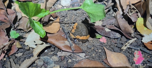 Asian Painted Frog