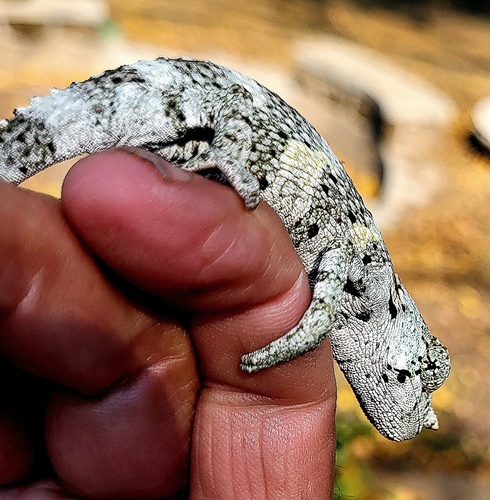 Meller's Chameleon