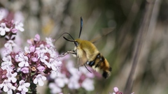 Hemaris tityus