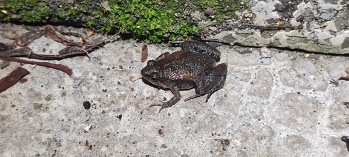 Mukhlesur's Narrow-mouthed Frog