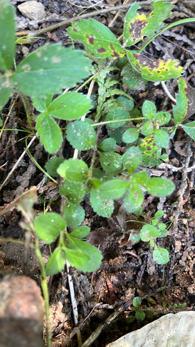 heath speedwell